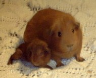 Self Dark Eyed Golden