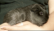 Silveragouti